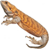 https://www.americanbreeder.com/images/com_adsmanager/categories/5818cat_t.jpg
