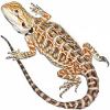 https://www.americanbreeder.com/images/com_adsmanager/categories/5820cat_t.jpg