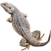 https://www.americanbreeder.com/images/com_adsmanager/categories/5821cat_t.jpg