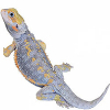 https://www.americanbreeder.com/images/com_adsmanager/categories/5822cat_t.jpg