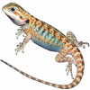 https://www.americanbreeder.com/images/com_adsmanager/categories/5826cat_t.jpg