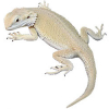 https://www.americanbreeder.com/images/com_adsmanager/categories/5829cat_t.jpg