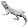 https://www.americanbreeder.com/images/com_adsmanager/categories/5830cat_t.jpg