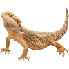 https://www.americanbreeder.com/images/com_adsmanager/categories/5832cat_t.jpg