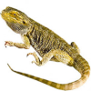 https://www.americanbreeder.com/images/com_adsmanager/categories/5833cat_t.jpg
