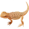 https://www.americanbreeder.com/images/com_adsmanager/categories/5836cat_t.jpg