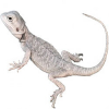 https://www.americanbreeder.com/images/com_adsmanager/categories/5837cat_t.jpg