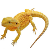 https://www.americanbreeder.com/images/com_adsmanager/categories/5838cat_t.jpg