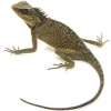 https://www.americanbreeder.com/images/com_adsmanager/categories/583cat_t.jpg