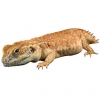 https://www.americanbreeder.com/images/com_adsmanager/categories/586cat_t.jpg