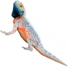 https://www.americanbreeder.com/images/com_adsmanager/categories/588cat_t.jpg