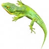 https://www.americanbreeder.com/images/com_adsmanager/categories/590cat_t.jpg