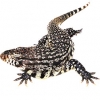 https://www.americanbreeder.com/images/com_adsmanager/categories/591cat_t.jpg