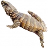 https://www.americanbreeder.com/images/com_adsmanager/categories/592cat_t.jpg