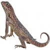 https://www.americanbreeder.com/images/com_adsmanager/categories/593cat_t.jpg