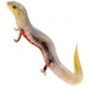 https://www.americanbreeder.com/images/com_adsmanager/categories/594cat_t.jpg
