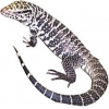 https://www.americanbreeder.com/images/com_adsmanager/categories/597cat_t.jpg