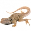 https://www.americanbreeder.com/images/com_adsmanager/categories/598cat_t.jpg