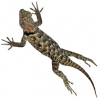 https://www.americanbreeder.com/images/com_adsmanager/categories/600cat_t.jpg