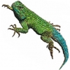 https://www.americanbreeder.com/images/com_adsmanager/categories/602cat_t.jpg