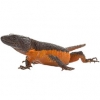 https://www.americanbreeder.com/images/com_adsmanager/categories/604cat_t.jpg