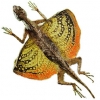 https://www.americanbreeder.com/images/com_adsmanager/categories/605cat_t.jpg