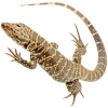 https://www.americanbreeder.com/images/com_adsmanager/categories/608cat_t.jpg