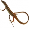 https://www.americanbreeder.com/images/com_adsmanager/categories/614cat_t.jpg