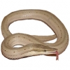 https://www.americanbreeder.com/images/com_adsmanager/categories/615cat_t.jpg