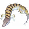 https://www.americanbreeder.com/images/com_adsmanager/categories/618cat_t.jpg