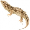 https://www.americanbreeder.com/images/com_adsmanager/categories/620cat_t.jpg