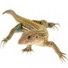 https://www.americanbreeder.com/images/com_adsmanager/categories/621cat_t.jpg