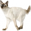 https://www.americanbreeder.com/images/com_adsmanager/categories/629cat_t.jpg