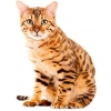 https://www.americanbreeder.com/images/com_adsmanager/categories/630cat_t.jpg