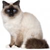 https://www.americanbreeder.com/images/com_adsmanager/categories/631cat_t.jpg