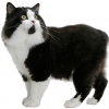 https://www.americanbreeder.com/images/com_adsmanager/categories/640cat_t.jpg