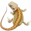 https://www.americanbreeder.com/images/com_adsmanager/categories/6414cat_t.jpg