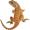 https://www.americanbreeder.com/images/com_adsmanager/categories/6415cat_t.jpg