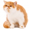 https://www.americanbreeder.com/images/com_adsmanager/categories/644cat_t.jpg