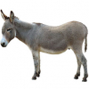 https://www.americanbreeder.com/images/com_adsmanager/categories/6465cat_t.jpg
