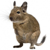 https://www.americanbreeder.com/images/com_adsmanager/categories/6466cat_t.jpg