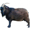 https://www.americanbreeder.com/images/com_adsmanager/categories/6472cat_t.jpg