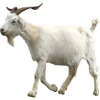 https://www.americanbreeder.com/images/com_adsmanager/categories/6477cat_t.jpg