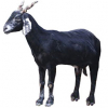 https://www.americanbreeder.com/images/com_adsmanager/categories/6478cat_t.jpg