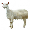 https://www.americanbreeder.com/images/com_adsmanager/categories/6479cat_t.jpg