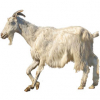 https://www.americanbreeder.com/images/com_adsmanager/categories/6480cat_t.jpg