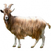 https://www.americanbreeder.com/images/com_adsmanager/categories/6483cat_t.jpg
