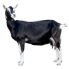https://www.americanbreeder.com/images/com_adsmanager/categories/6484cat_t.jpg