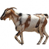 https://www.americanbreeder.com/images/com_adsmanager/categories/6486cat_t.jpg