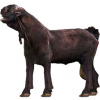 https://www.americanbreeder.com/images/com_adsmanager/categories/6489cat_t.jpg